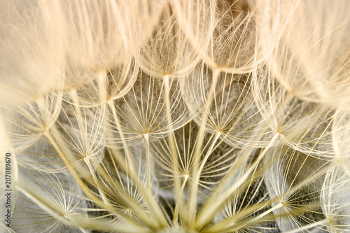 Fototapeta Naklejka Na Ścianę i Meble -  dandelion seed background. Seed macro closeup. Spring nature