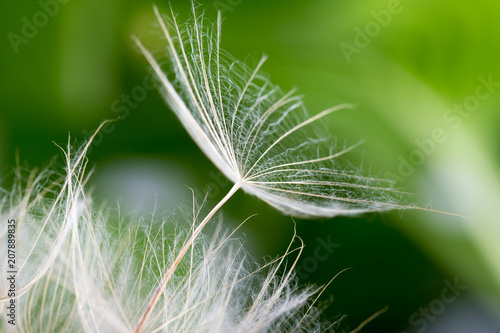 Fototapeta Naklejka Na Ścianę i Meble -  Dandelion seeds in the green background