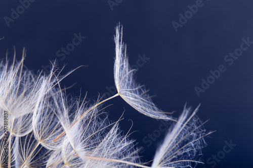 Fototapeta Naklejka Na Ścianę i Meble -  Dandelion seed isolated on a black