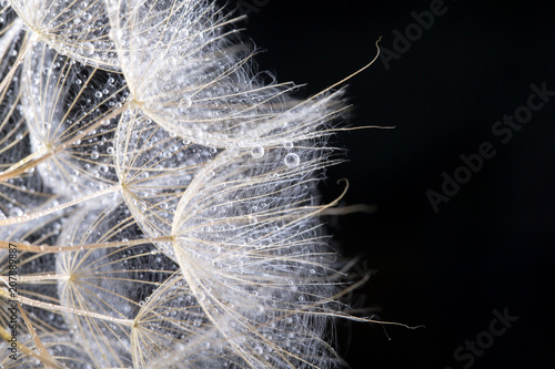 Fototapeta Naklejka Na Ścianę i Meble -  Dandelion seed in black
