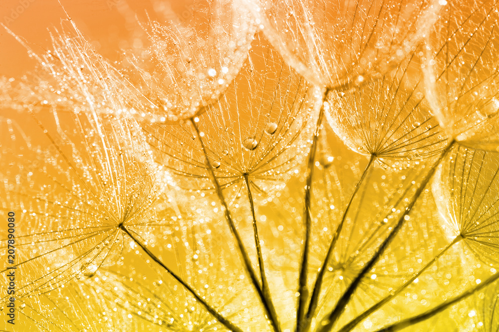 Obraz premium Dandelion Seeds in the drops of dew on a beautiful background.