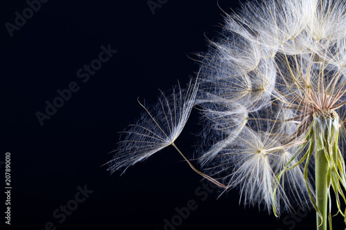 Fototapeta Naklejka Na Ścianę i Meble -  Dandelion seed in black