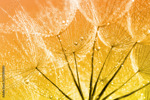 Fototapeta Naklejka Na Ścianę i Meble -  Dandelion Seeds in the drops of dew on a beautiful background.