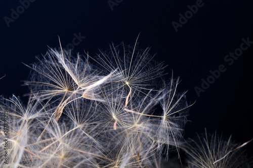 Dandelion seed  isolated on a black background © Pakhnyushchyy