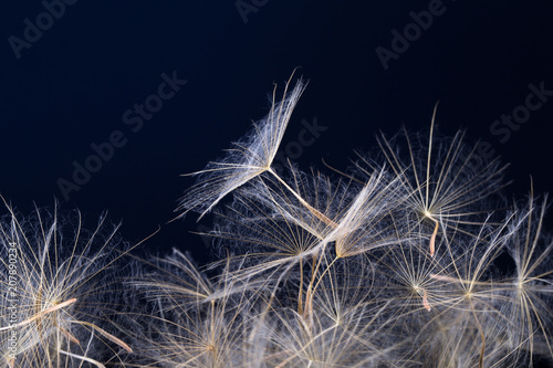Fototapeta Naklejka Na Ścianę i Meble -  Dandelion seed in black