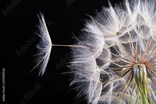 Dandelion seed isolated on a black