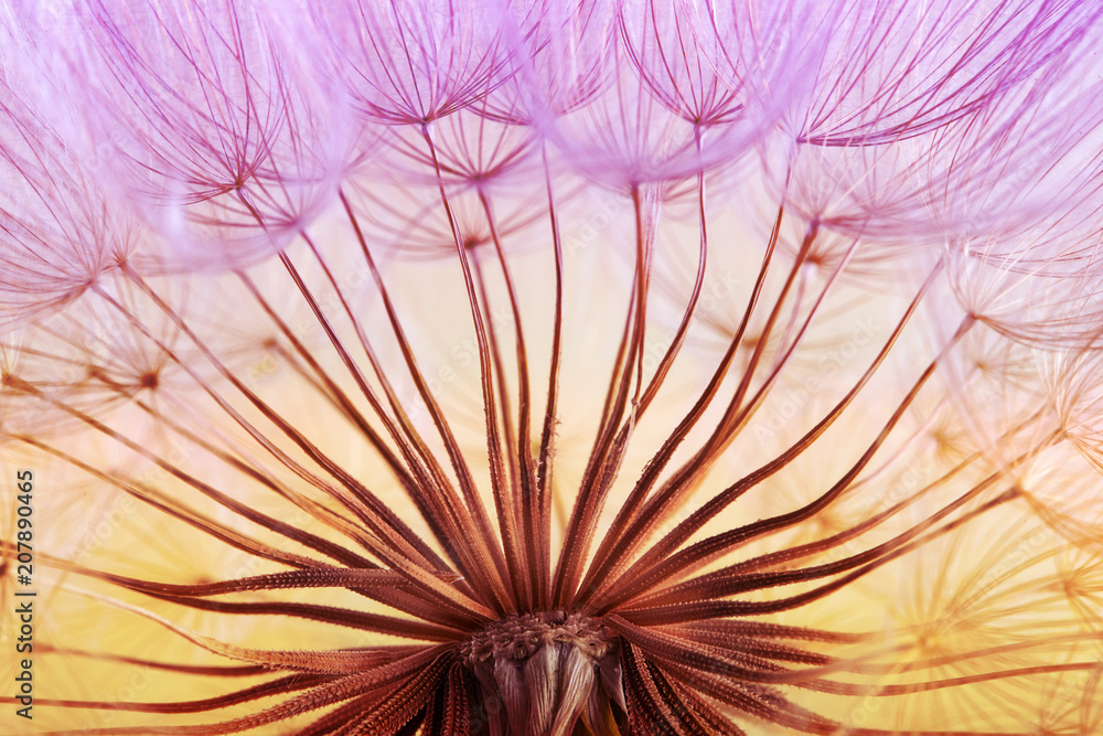 Fototapeta premium dandelion seed background. Seed macro closeup. Spring nature