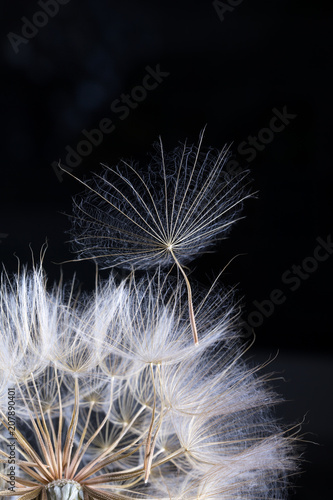 Fototapeta Naklejka Na Ścianę i Meble -  Dandelion seed  isolated on a black background