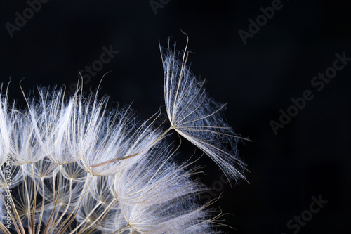 Fototapeta Naklejka Na Ścianę i Meble -  Dandelion seed in black