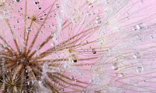 Fototapeta Naklejka Na Ścianę i Meble -  Dandelion Seeds in the drops of dew on a beautiful background.
