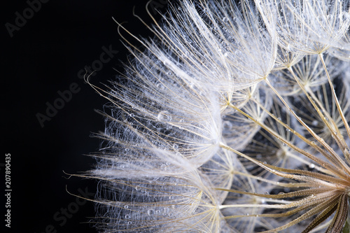 Fototapeta Naklejka Na Ścianę i Meble -  Dandelion seed in black