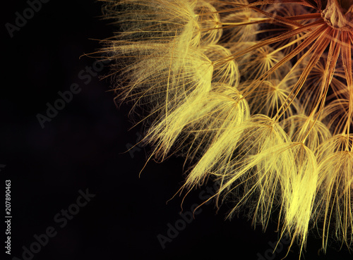 Fototapeta Naklejka Na Ścianę i Meble -  Dandelion seed in black