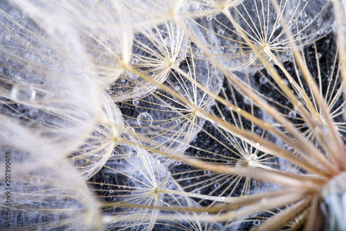 Fototapeta Naklejka Na Ścianę i Meble -   macro photo of dandelion seeds with water drops