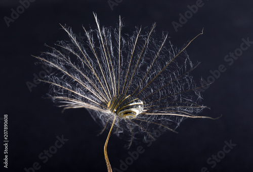 Fototapeta Naklejka Na Ścianę i Meble -   macro photo of dandelion seeds with water drops