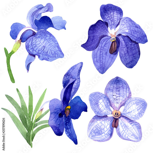 Tableau sur toile Orchid blue vanda