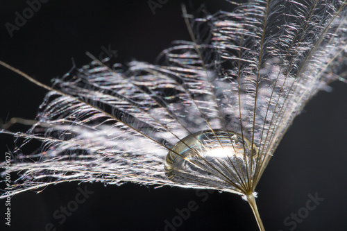 Fototapeta Naklejka Na Ścianę i Meble -   macro photo of dandelion seeds with water drops
