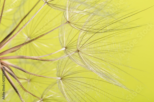 Fototapeta Naklejka Na Ścianę i Meble -  dandelion seed background. Seed macro closeup. Spring nature