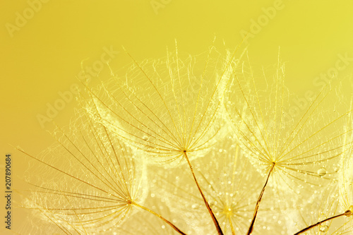 dandelion seed background. Seed macro closeup. Spring nature