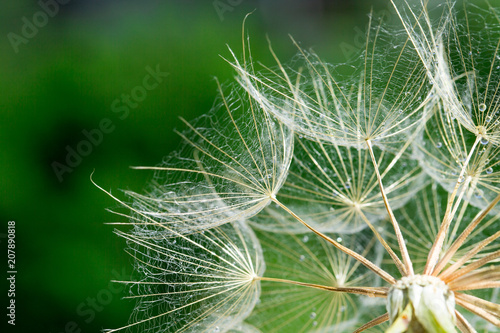 Fototapeta Naklejka Na Ścianę i Meble -  Dandelion seeds in the green background