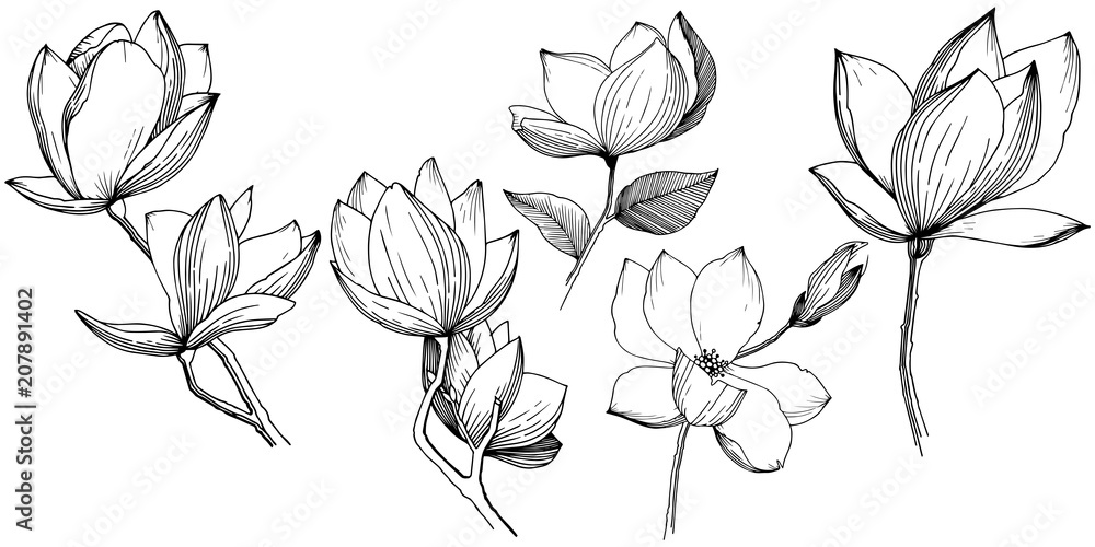 Naklejka premium Magnolia w stylu wektor na białym tle. Pełna nazwa zakładu: Magnolia. Wektor kwiat dla tła, tekstury, wzoru opakowania, ramki lub obramowania.