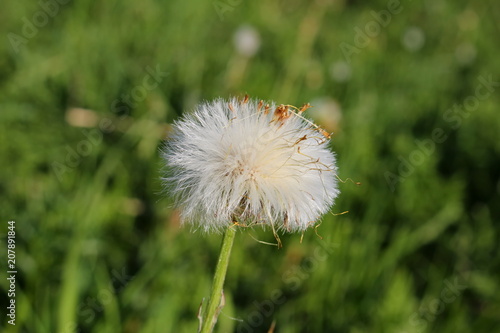 Fototapeta Naklejka Na Ścianę i Meble -  красивый белый одуванчик на фоне зеленой травы     