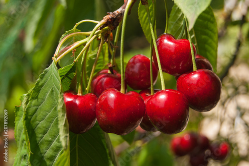 Group of ripe and red cherries