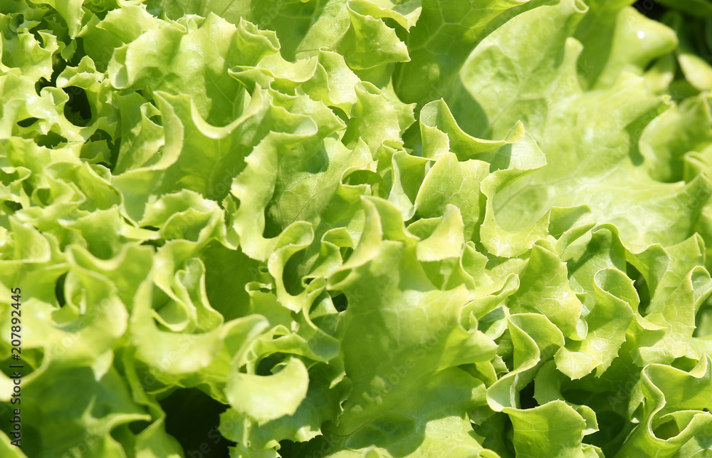 macro detail of green leaves of fresh lettuce for sale macro detail of green leaves of fresh lettuce for sale