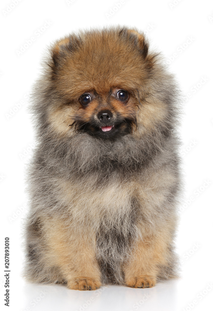 Obraz premium Cute Pomeranian spitz puppy