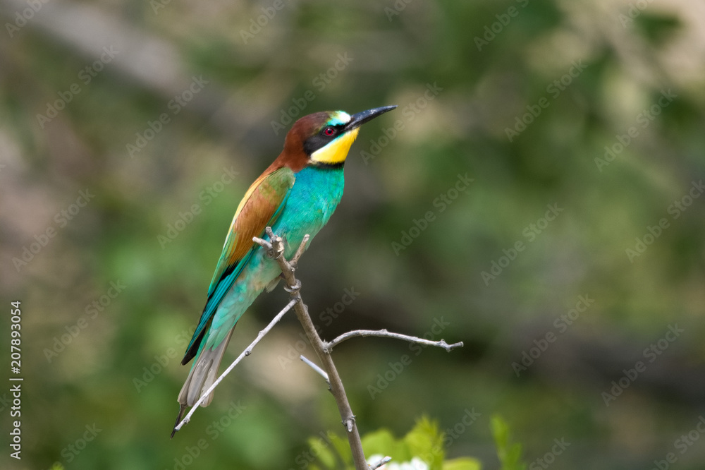 Wildlife photo - Bee eater sits on branch its natural environment, Sandberg, Slovakia, Europe Wildlife photo - Bee eater sits on branch its natural environment, Sandberg, Slovakia, Europe