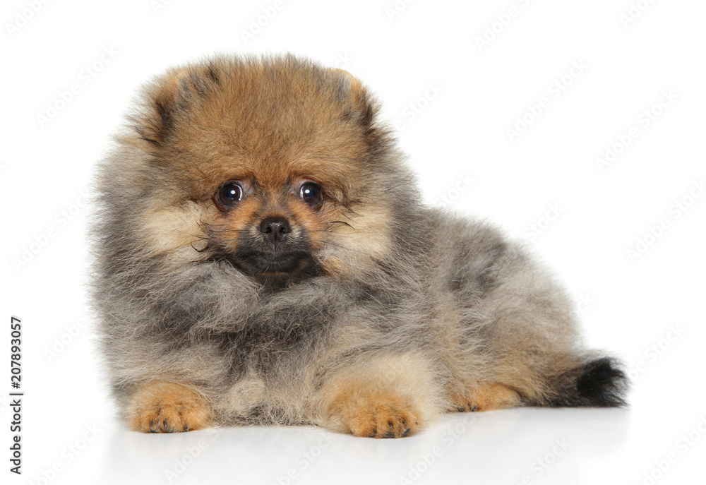 Pomeranian Spitz puppy lying down