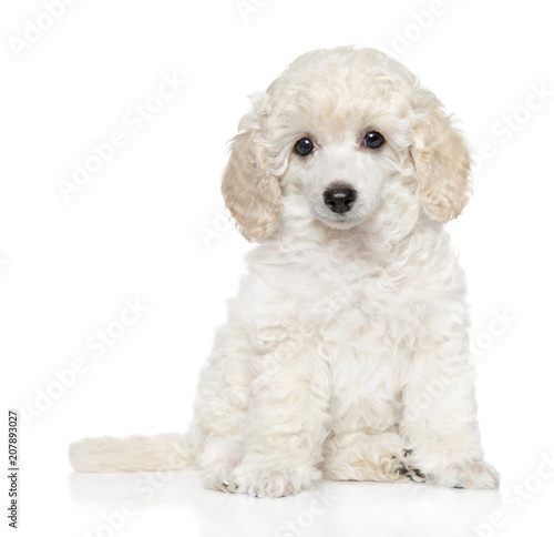 Toy Poodle puppy on white