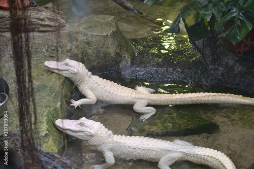 aligator