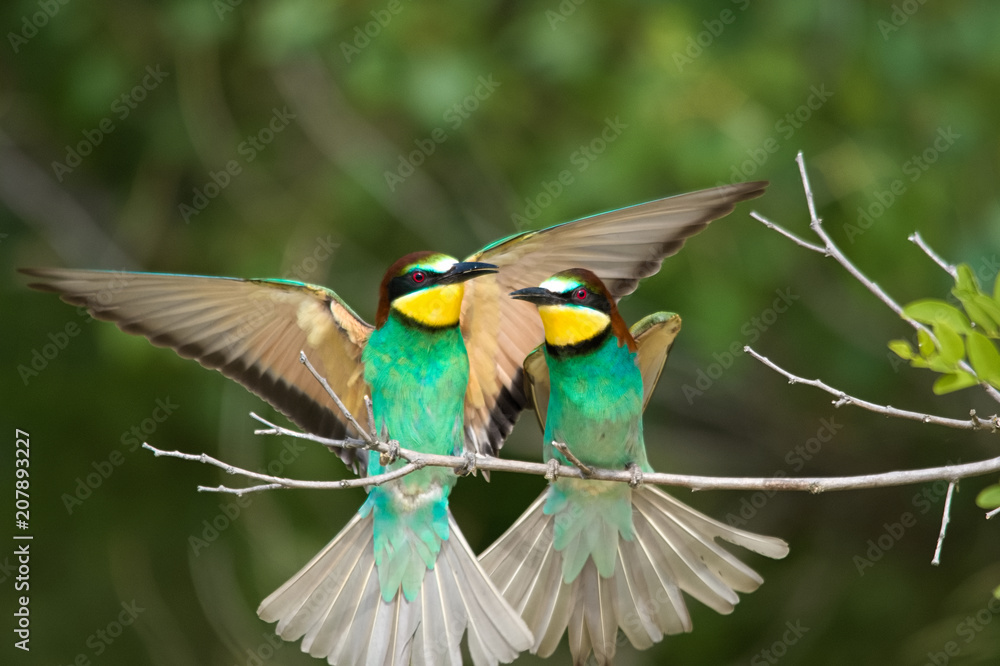 Fototapeta premium Wildlife photo - Bee eater sits on branch its natural environment, Sandberg, Slovakia, Europe