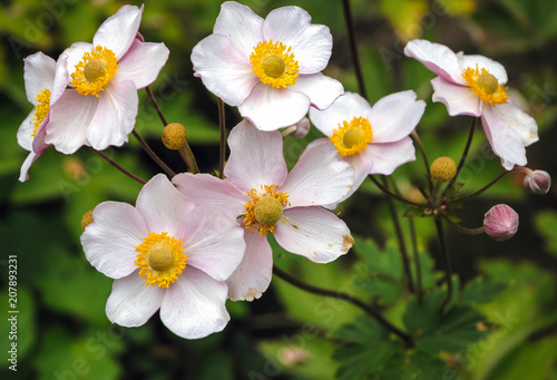 Close up on a Japanese anemone flowers also called thimbleweed or windflower