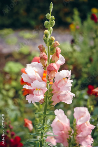 Close up on a Antirrhinum majus flowering plant commonly called snapdragon