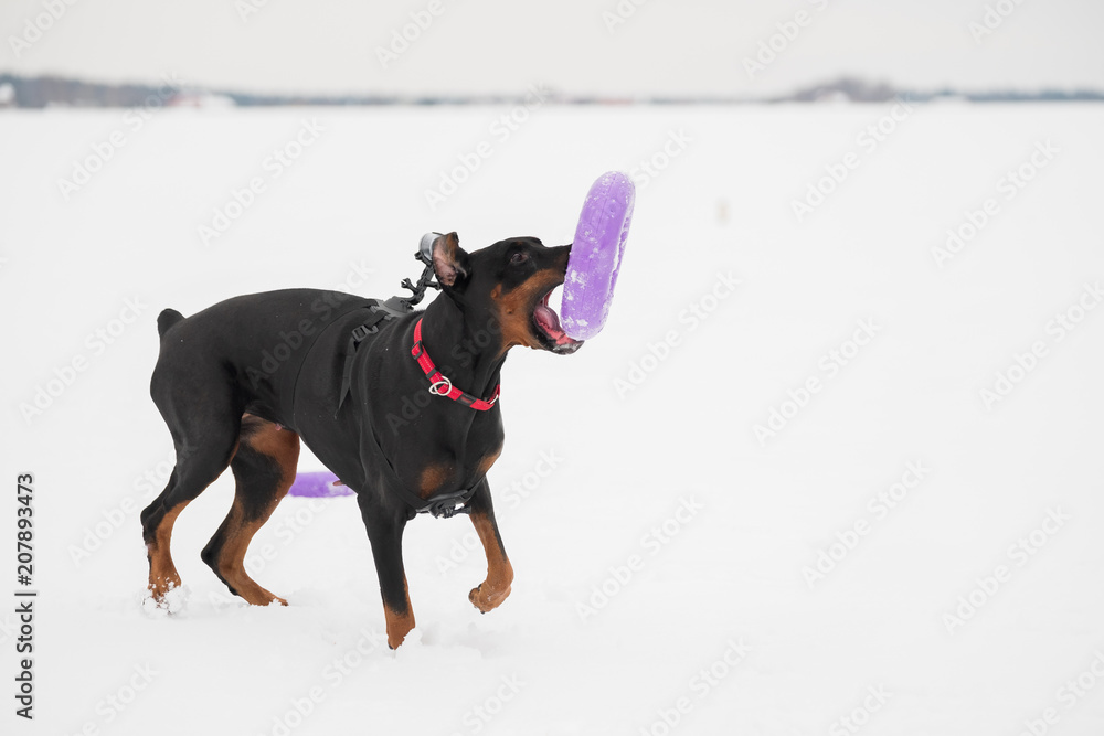 Training and playing with dog Doberman breed on a snowy field in winter Training and playing with dog Doberman breed on a snowy field in winter