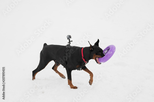 Training and playing with dog Doberman breed on a snowy field in winter