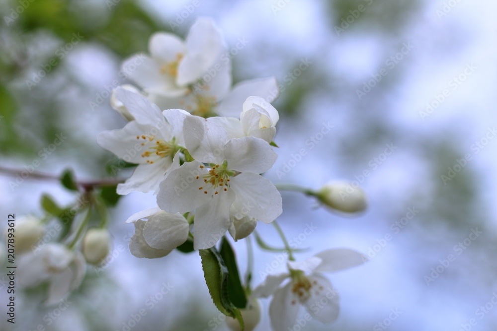 Beautiful floral spring nature background with copy space. Branches of blossoming apple tree close-up on background with soft focus. Flowering Apple tree. Macro. Blossoming garden in spring. Beautiful floral spring nature background with copy space. Branches of blossoming apple tree close-up on background with soft focus. Flowering Apple tree. Macro. Blossoming garden in spring.