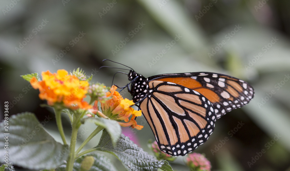 Monarch butterfly Monarch butterfly