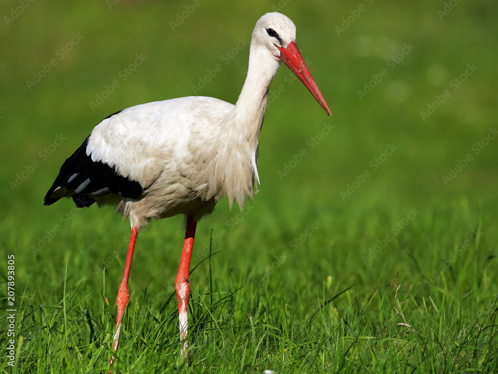 Fototapeta premium bocian