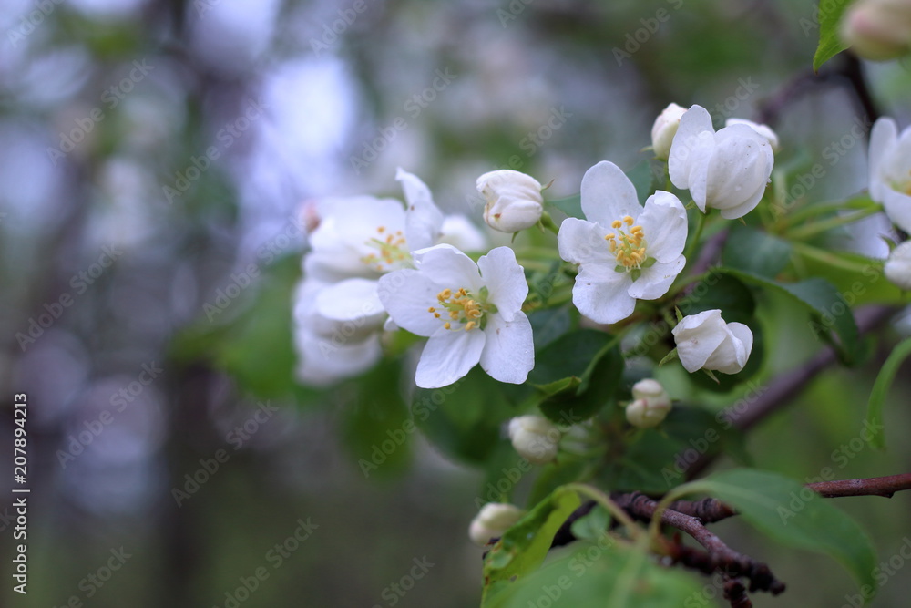 Beautiful floral spring nature background with copy space. Branches of blossoming apple tree close-up on background with soft focus. Flowering Apple tree. Macro. Blossoming garden in spring. Beautiful floral spring nature background with copy space. Branches of blossoming apple tree close-up on background with soft focus. Flowering Apple tree. Macro. Blossoming garden in spring.