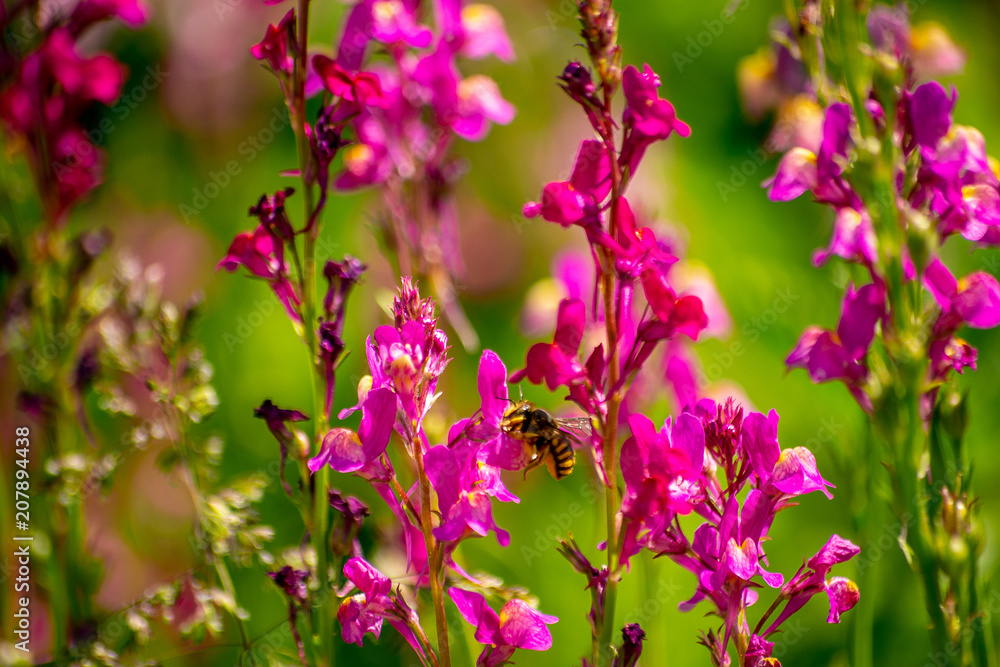 A European Hornet pollinates a flower in a garden A European Hornet pollinates a flower in a garden