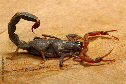 Scorpion, Lychas sp, Butheidae, Gurjee, Tripura , India