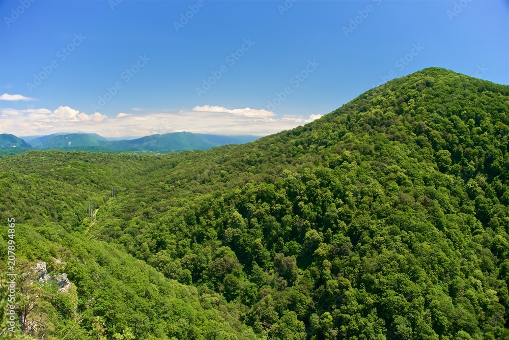 Summer landscape. Green forest on the slope of the mountain. Blue sky background.