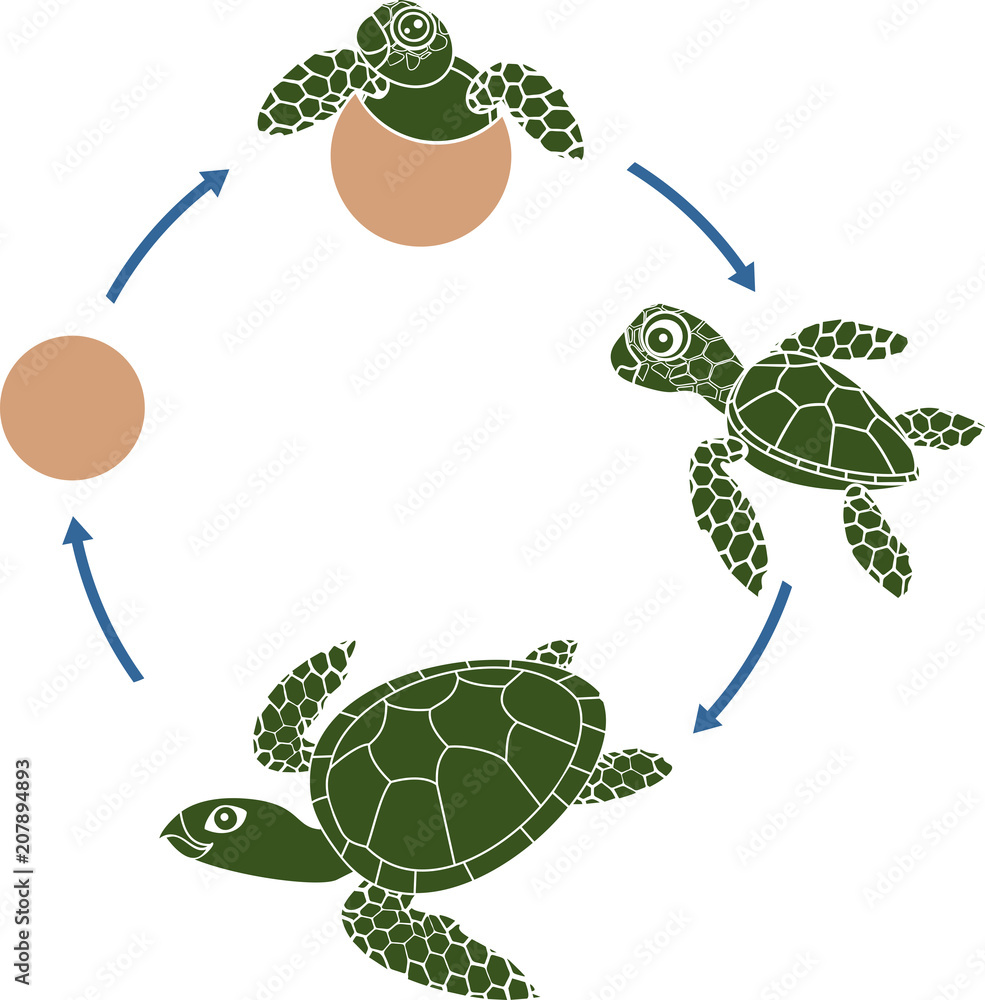 Naklejka premium Life cycle of sea turtle. Sequence of stages of development of turtle from egg to adult animal