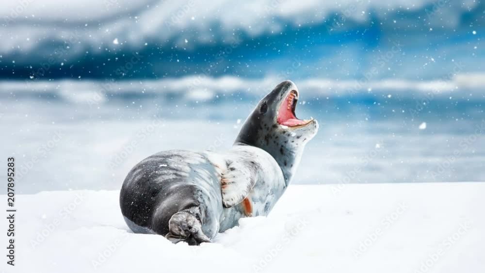 Antarctic Wildlife. Gray seal lies on an ice floe with an open mouth in snowfall. Majestic winter landscape. Exploring beauty world, holidays and recreation. Travel background. Slow motion 4K footage Antarctic Wildlife. Gray seal lies on an ice floe with an open mouth in snowfall. Majestic winter landscape. Exploring beauty world, holidays and recreation. Travel background. Slow motion 4K footage