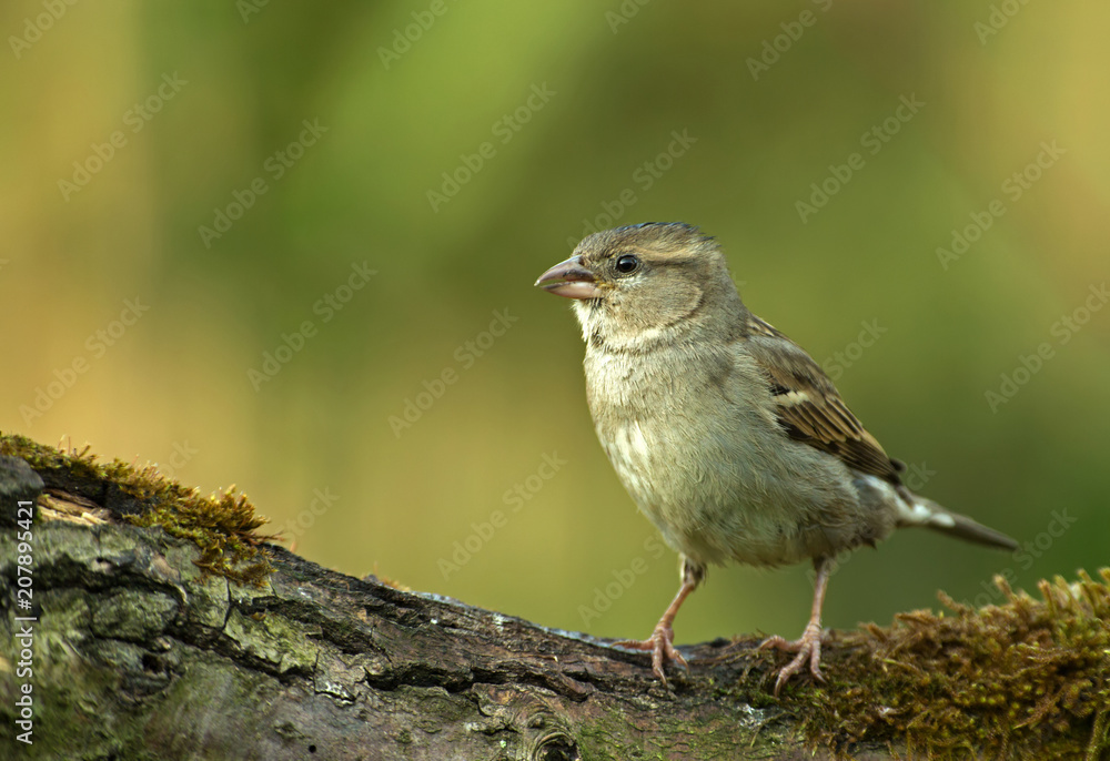 Young yellowhammer (Emberiza citrinella) in the spring morning