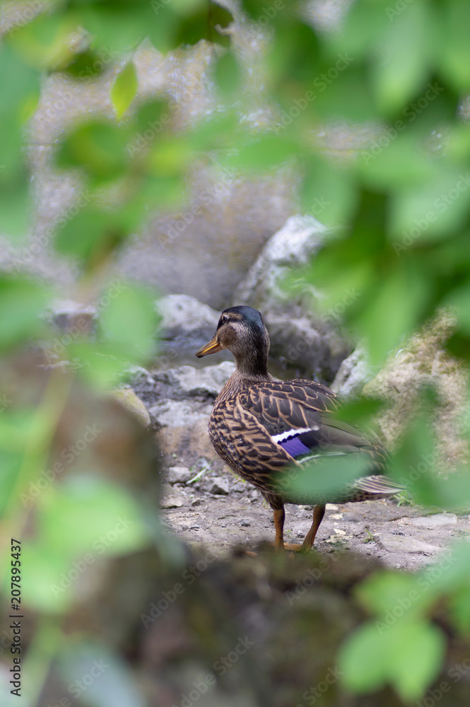 Obraz premium Female Mallard duck standing on rocks seen through a frame of defocused blurred leaves. Vertical with copy space.