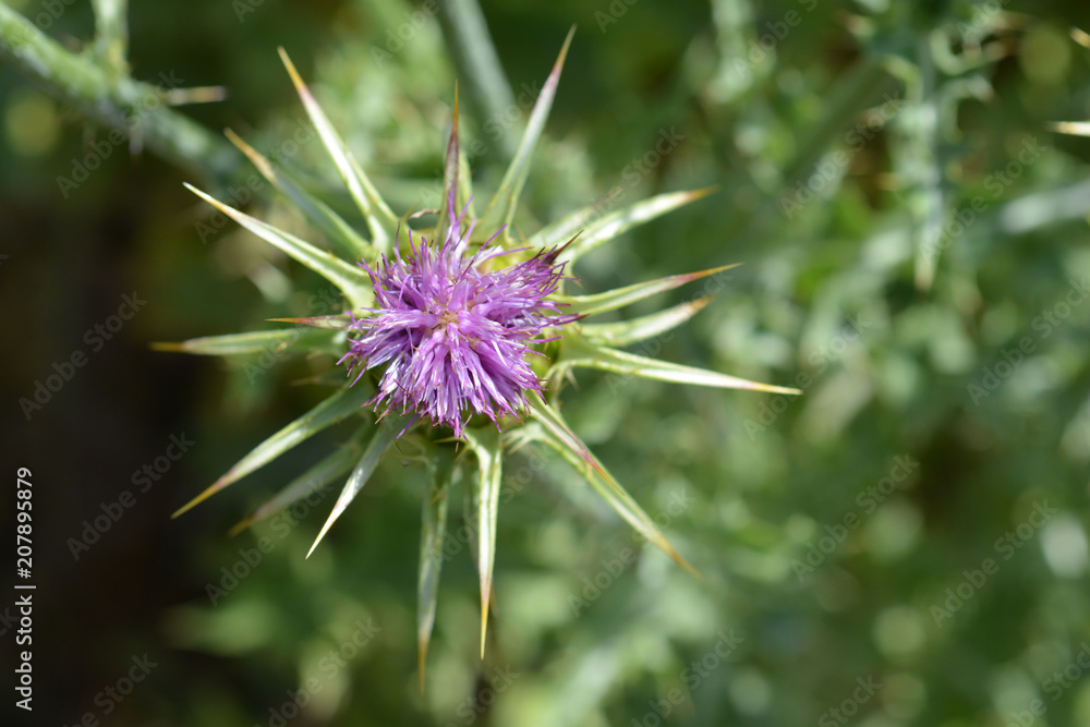 Milk thistle flower Milk thistle flower