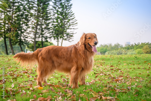 Golden Retriever playing in the park